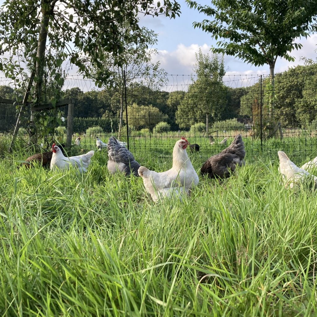 kippen boomgaard gras dubbeldoel regeneratieve landbouw